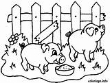 Cochon Cochons Enclos Ferme Schwein Pigs Maialini Maiale Schweine Colorier Ausmalbild Petits Cartoni Caboucadin Imprimé sketch template