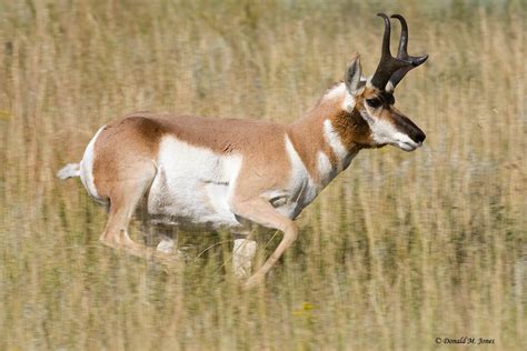 antelope animal facts  pictures  wildlife photographs