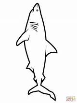 Coloring Pages Great Shark Printable Outline Realistic Drawing Jumping Hungry Dolphin Fin Color Kids Thresher Fish Getdrawings Supercoloring Drawings Getcolorings sketch template
