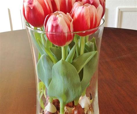How To Grow Tulip Bulbs In A Vase Growing Tulips Tulips In Vase
