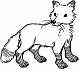 Vulpe Colorat Planse Desene Animale Salbatice Foxes sketch template