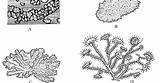 Lichen Structure Thallus Types Reproduction sketch template