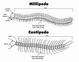 Centipedes Centipede Millipede Millipedes Diagram Difference Between Giant Characteristics Body Desert Myriapods South Kids Animal Vs Science Bats Eats America sketch template