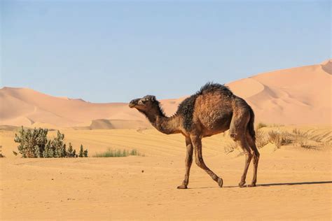 Camel Facts Habitat Behavior Diet