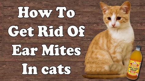 rid  ear mites  cats home remedies  ear mites