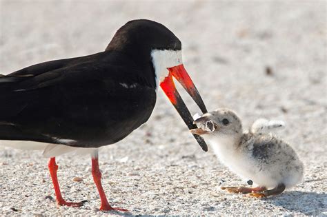 disturbing photo shows a black skimmer feeding a cigarette butt to its