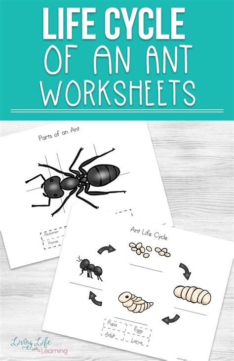learn  practice   spell  word ant   printable ant