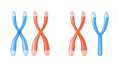 Sexo Cromosoma X E Y Vector Gráfico Vectorial © Edesignua Imagen 39395909