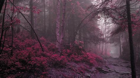 pink forest xfxwallpapers