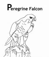 Falcon Coloring Pages Peregrine Drawing Getdrawings sketch template