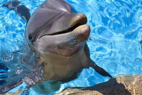 swim  dolphins   big island diy  responsible tours