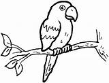 Burung Mewarnai Tua Kakak Hewan Parrot sketch template