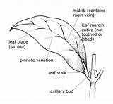 Leaf Dicot Hibiscus Annotated Monocot Labelling Larger sketch template