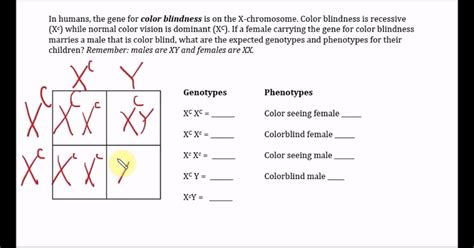 Inspiration 85 Of X Linked Color Blindness Punnett Square