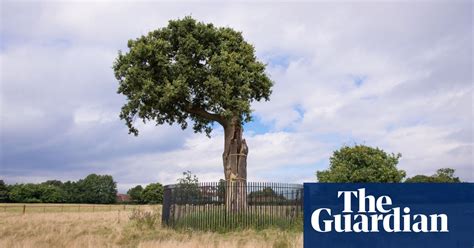 nine of the most famous trees in britain and where to find them in