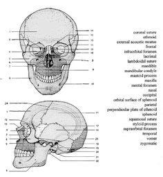 skull anatomy coloring pages coloringrocks anatomy sketches