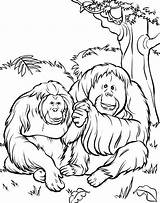 Orangutan Colouring Orangutans Sumatran Utan sketch template