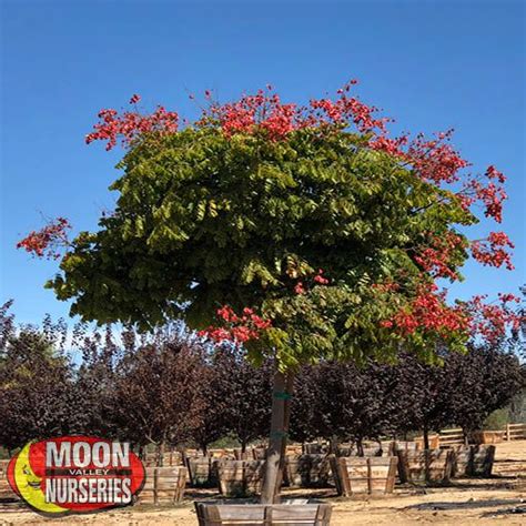 Chinese Flame Tree Fast Growers Moon Valley Nurseries