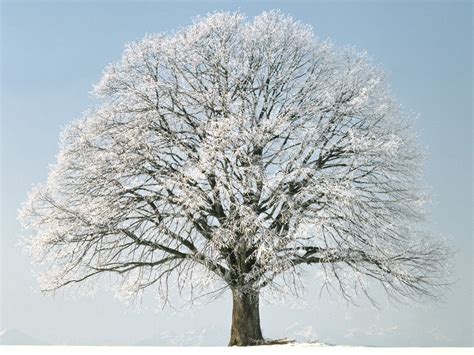 photo winter tree beautiful pine wintry   jooinn