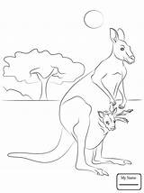 Kangaroo Cute Coloring Drawing Kangaroos Getdrawings Pages Kids sketch template