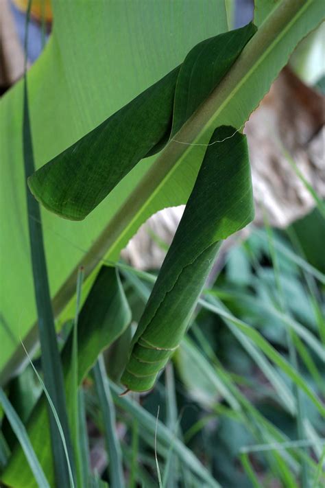 identify  control common canna lily pests gardeners path