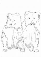 Shetland Sheepdog Designlooter Herding Sheepdogs sketch template