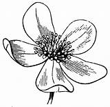 Flower Clipart Anemone Clip Drawing Line Anemones Drawings Etc Cliparts Sea Flowers Coloring Drawer Pages Usf Edu Sketches Vintage Colouring sketch template