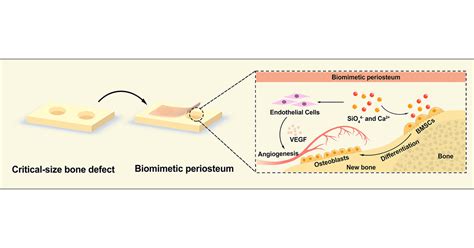 adhesive hydrogel biomimetic periosteum  promote critical size bone defect repair