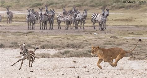 zebra foal escapes lions max waugh