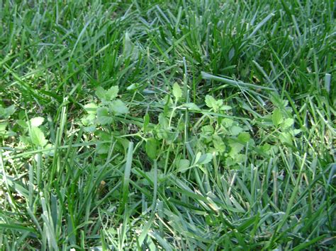 southern lawn weeds identification