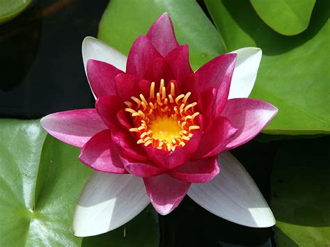lotusblume exotische blume hintergrundbild blume