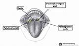 Palatine Oropharynx Location Pharynx Tonsils Tonsil Supply Blood Fig Teachmeanatomy Nasopharynx Subdivisions Innervation Neck Viscera sketch template