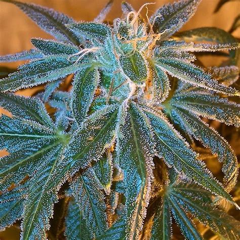Pin On Cannabis Growing