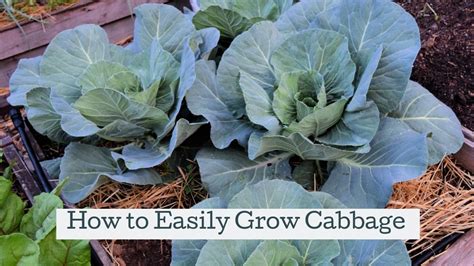 grow cabbage hidden springs homestead