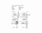 Coloring Botany Book sketch template