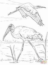 Coloring Pages Stork Wood Storks Bird Birds Drawing Printable Paper Print Prey Realistic sketch template