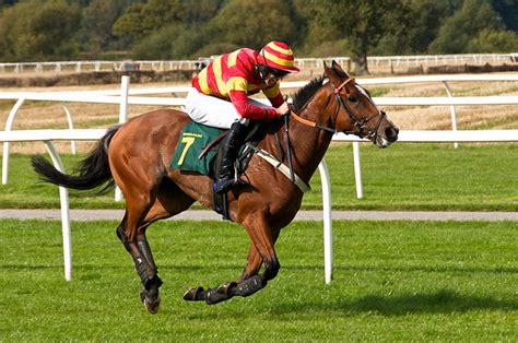 investors bet   horse  jockey