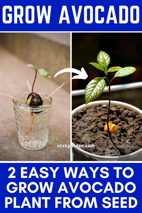 2 Easy Ways To Grow Avocado Plant From Seed Avocado Plant Grow