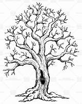 Tree Oak Drawing Line Clipart Live Drawings Clipground Vector sketch template