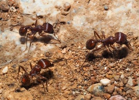 15 hausmittel gegen ameisen so vertreiben sie die kleinen plagegeister aus dem haus trees to