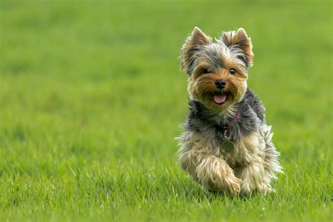 breed yorkshire terrier highland canine training