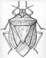 Bug Stink Drawing Bugs Tattoo If Choose Board Eats Nothing Even Scientific Insects Spray sketch template