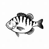Bluegill Bream Nose Brim Sunny Vecteezy Sunfish Freshwater sketch template