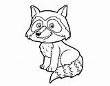 Raccoon Coloring Young Coloringcrew Woods sketch template