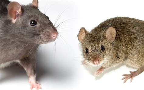 study shows rats match humans  decision making  involves combining  sensory cues