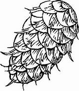 Pine Cone Coloring Cones Crafts Pinecone Tree Colouring Pages Drawings Getcolorings Designlooter Seeds Printable sketch template