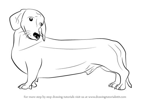 draw  wiener dog dogs step  step drawingtutorialscom