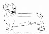 Dog Draw Drawing Step Wiener Dogs Learn Animals Tutorials Drawingtutorials101 sketch template
