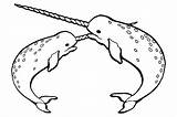 Narwhal Coloring Pages Narwhals Beautiful Mating Narwal Narwhale Colouring Unicorn Two Printable Color Fat Print Netart Getcolorings Xcolorings Use Search sketch template