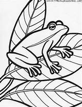Frog Coloring Pages Printable Kids Amphibian Print Tree Related Item Sideways Book Popular Snake Coloringhome Library Clipart Tattoodaze Bestcoloringpagesforkids sketch template